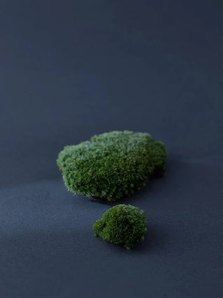 SERUMKIND gota de musgo de islandia-Iceland Moss Drop